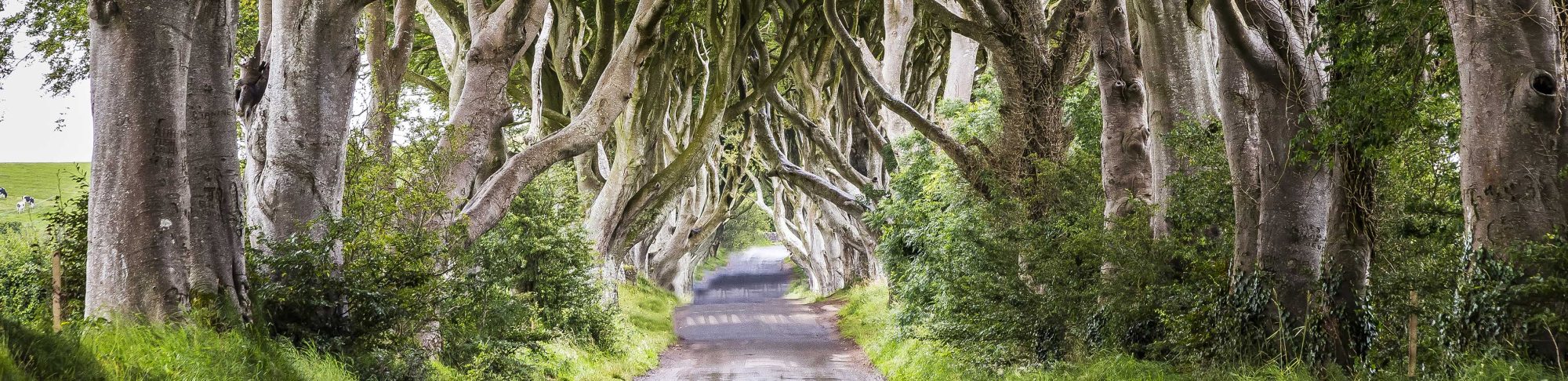 Game of Thrones Tours Northern Ireland